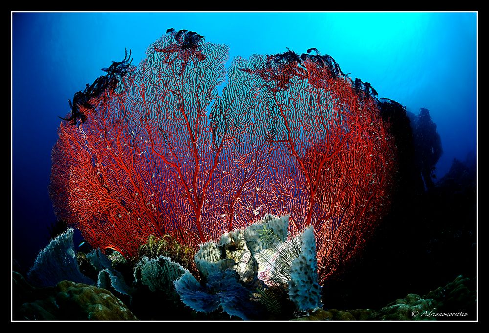 backlight seafan