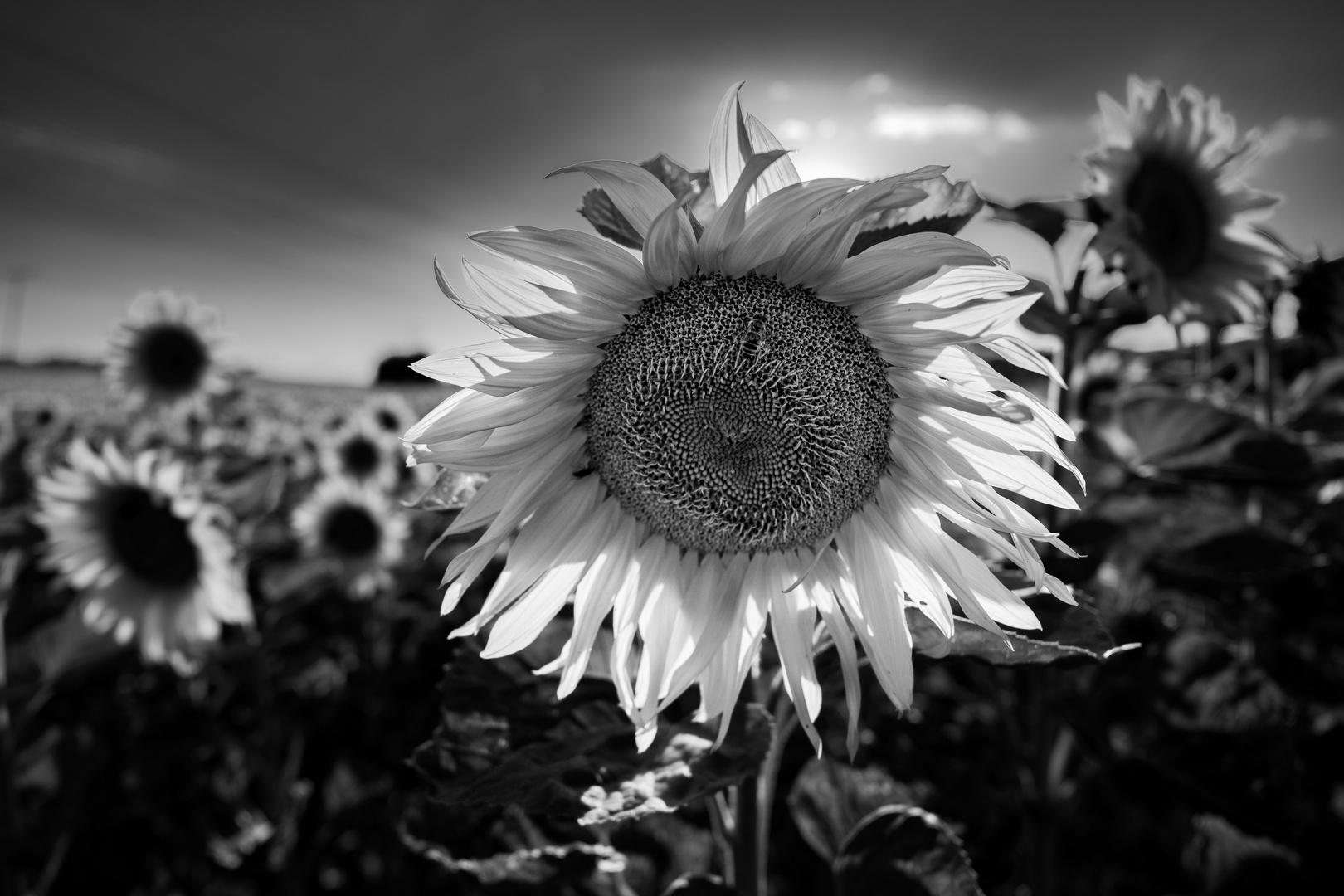 Backlight Sunflower