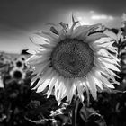 Backlight Sunflower