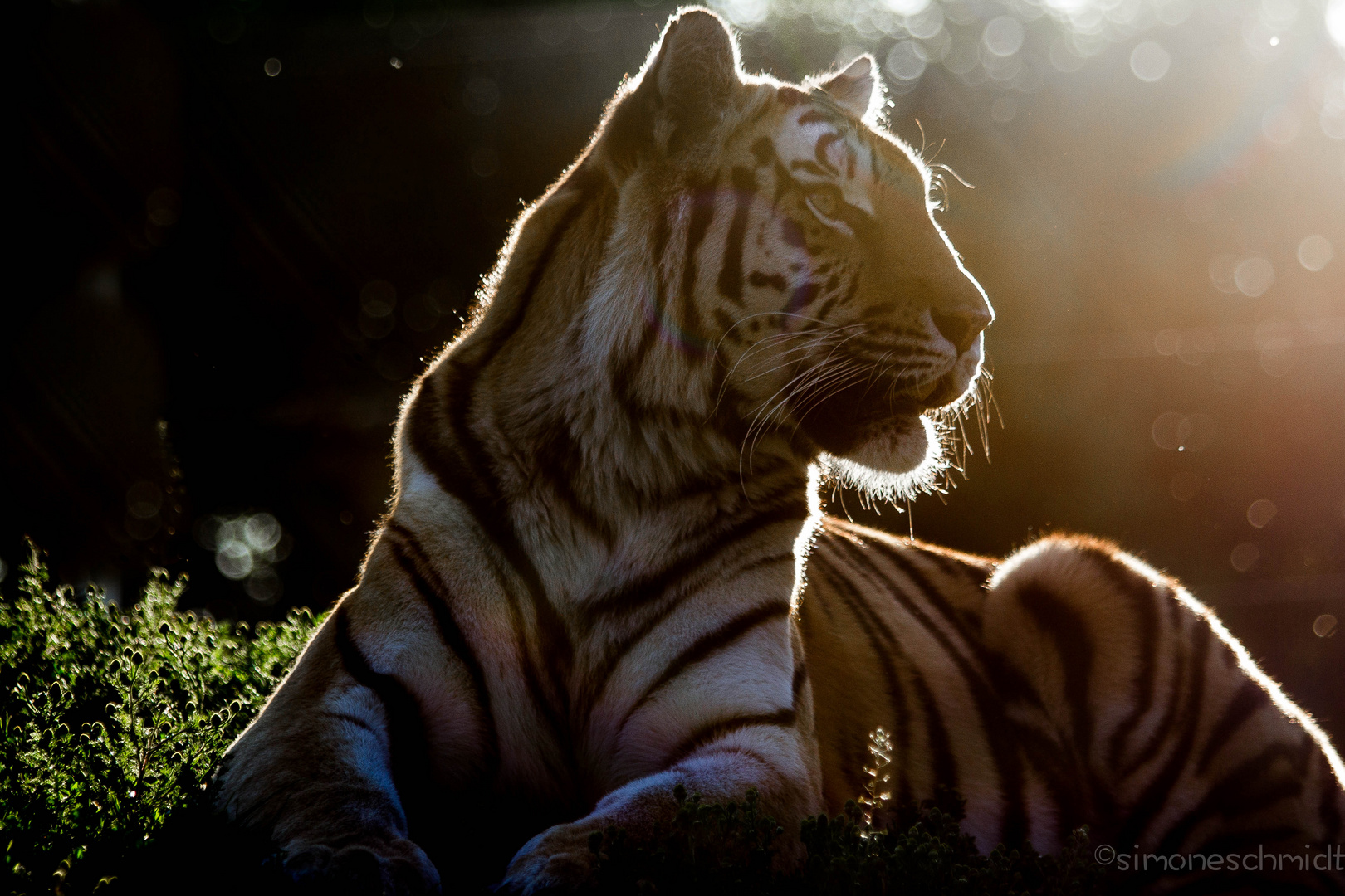 Backlight.tiger.