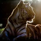 Backlight.tiger.