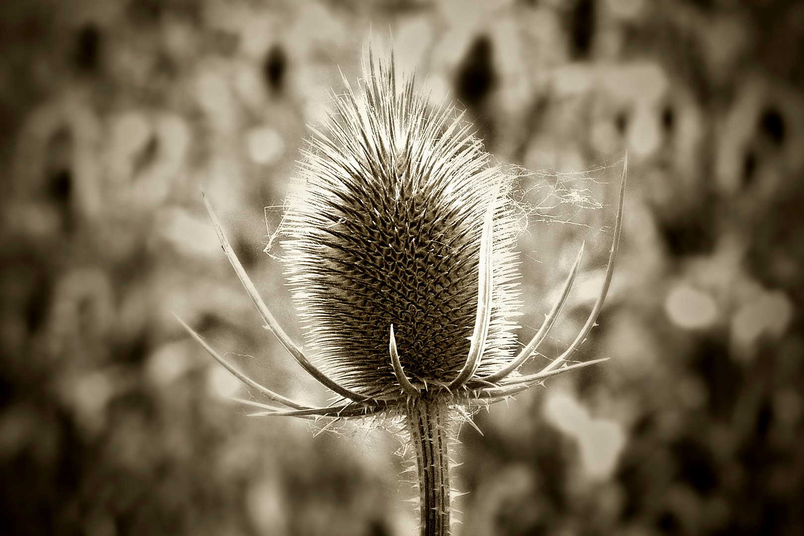 Backlit