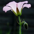 Backlit Flower