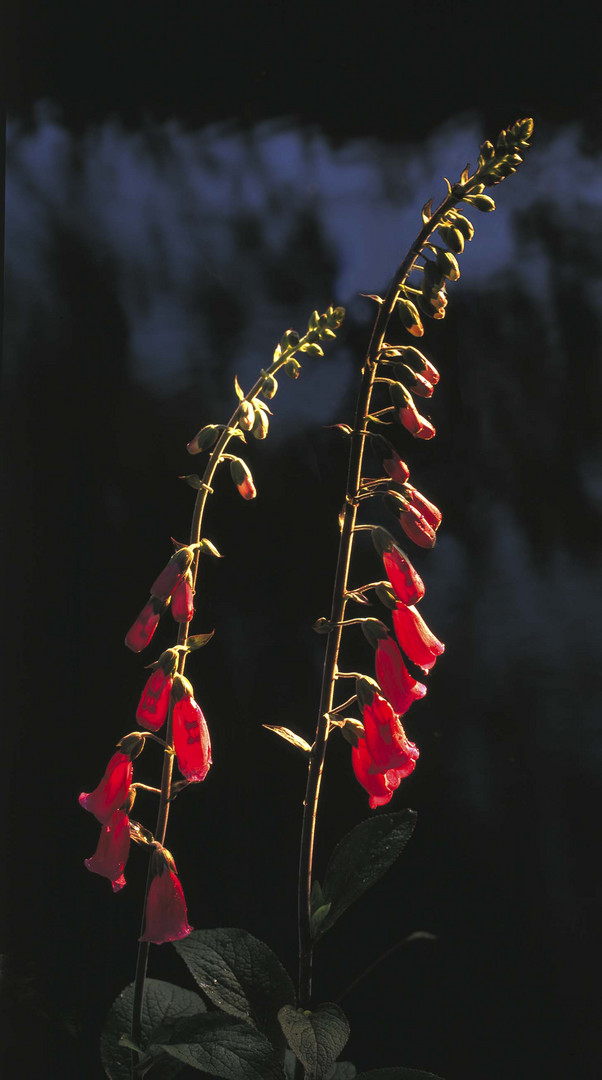 backlit foxgloves 