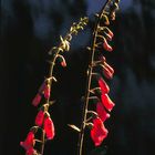 backlit foxgloves 