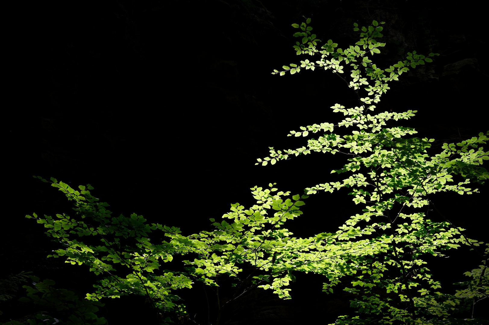 Backlit green