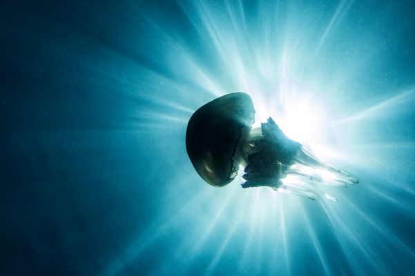 backlit jellyfish