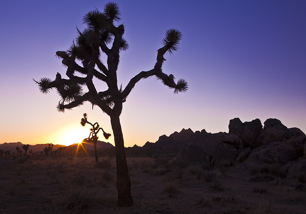 Backlit Joshua Tree