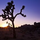 Backlit Joshua Tree