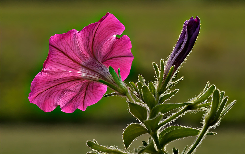 Backlit Petunia