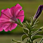 Backlit Petunia