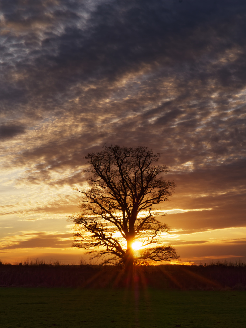 Backlit tree at sunset, Buscot, Oxfordshire, UK