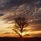 Backlit tree at sunset, Buscot, Oxfordshire, UK