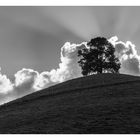 Backlit Tree