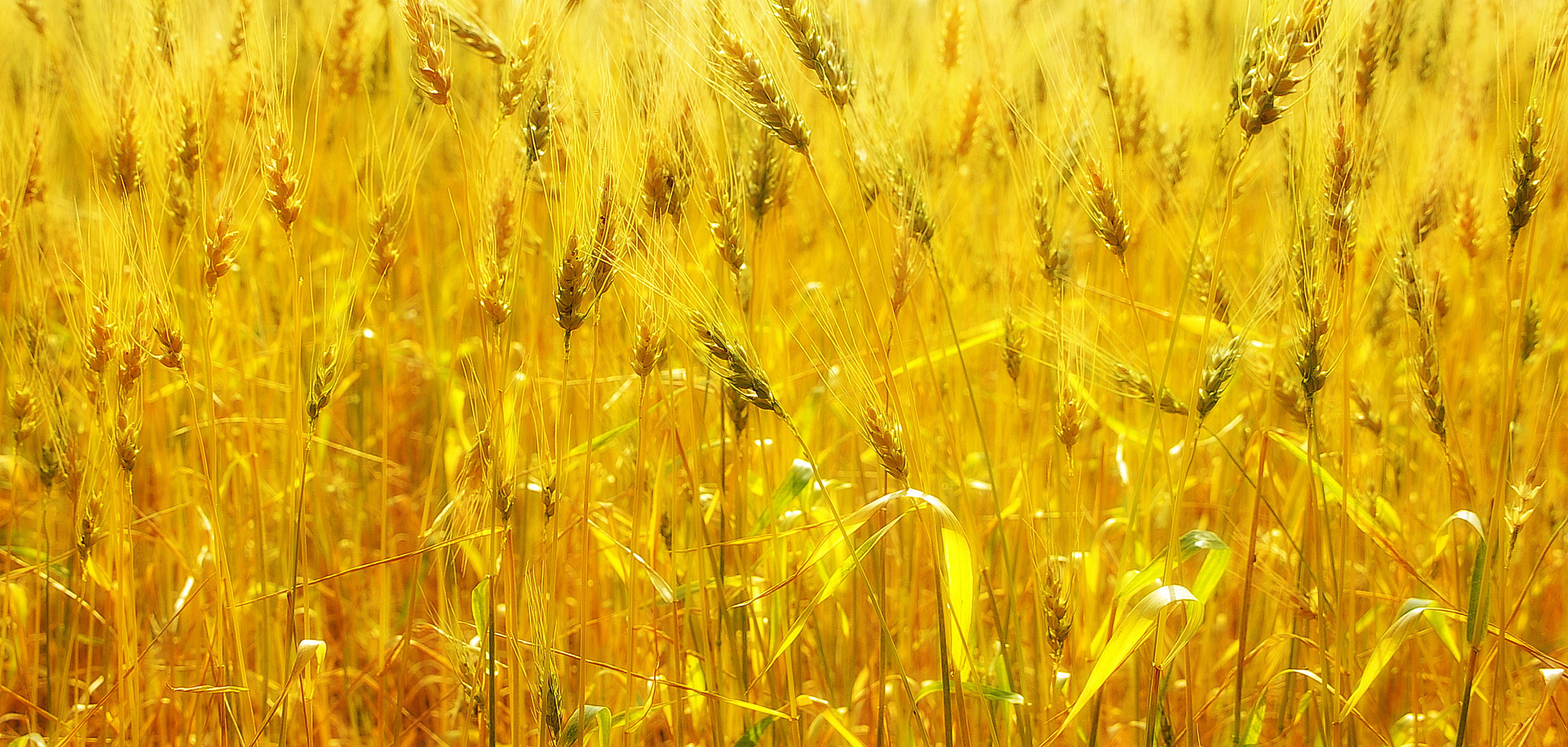 Backlit Wheatfield