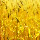 Backlit Wheatfield