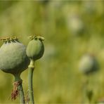 Backmohn 1