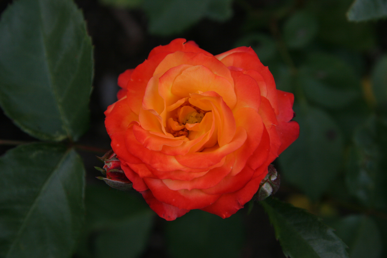 Backnang - Orange Rose