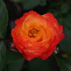 Backnang - Orange Rose