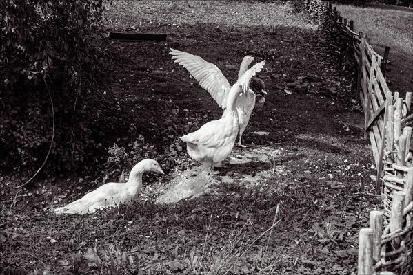 backofenflüchtlinge.