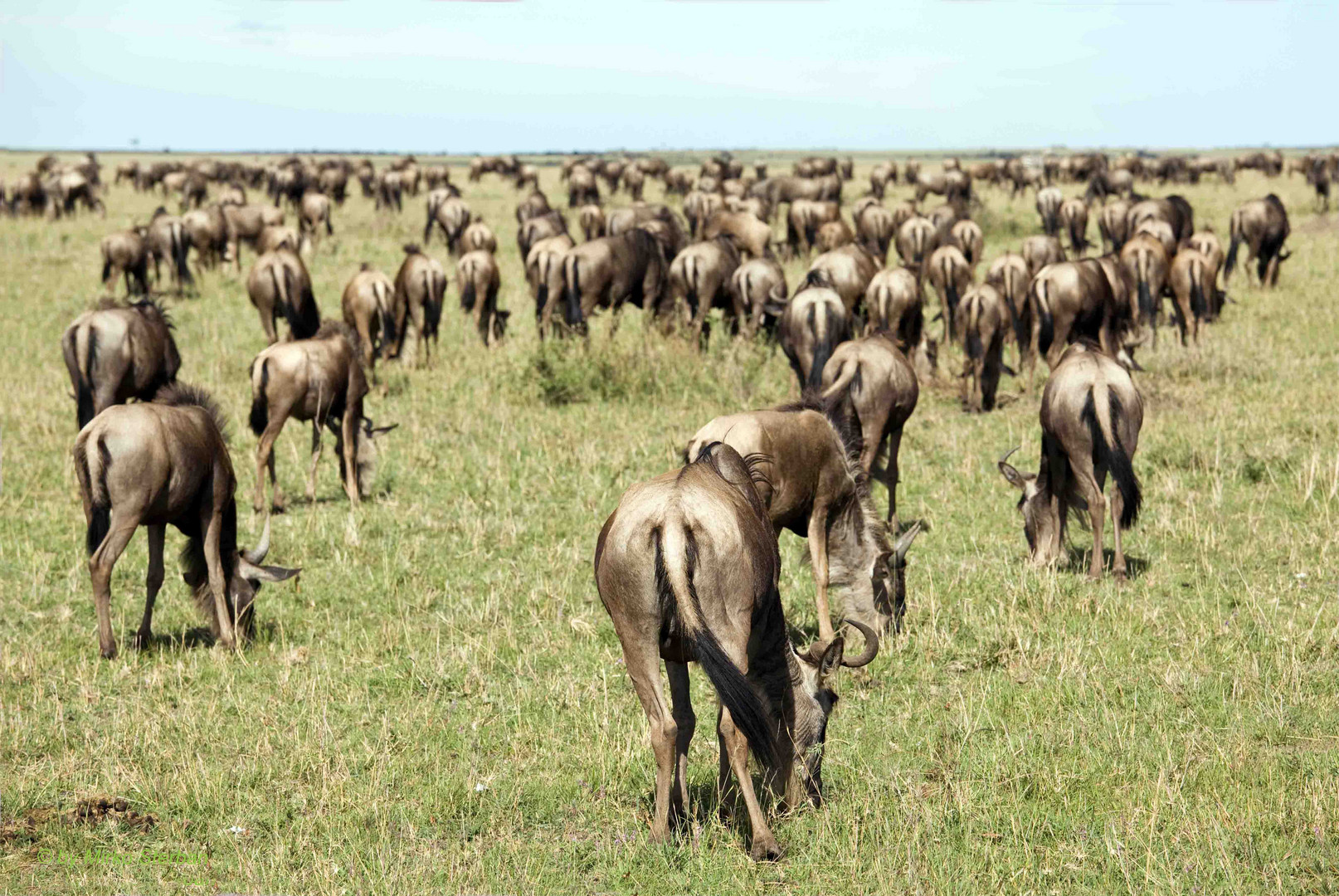 Backs of Massai Mara