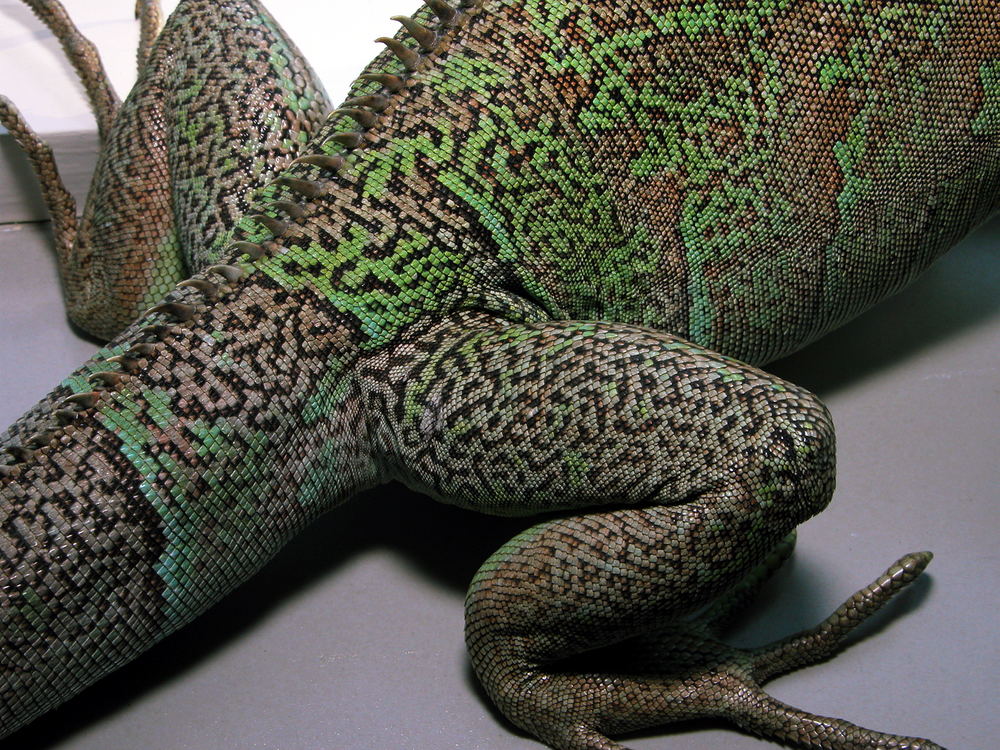 Backside of Guz, the Iguana.