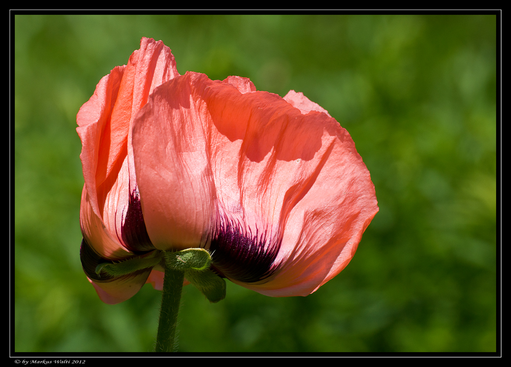 backside of the poppy