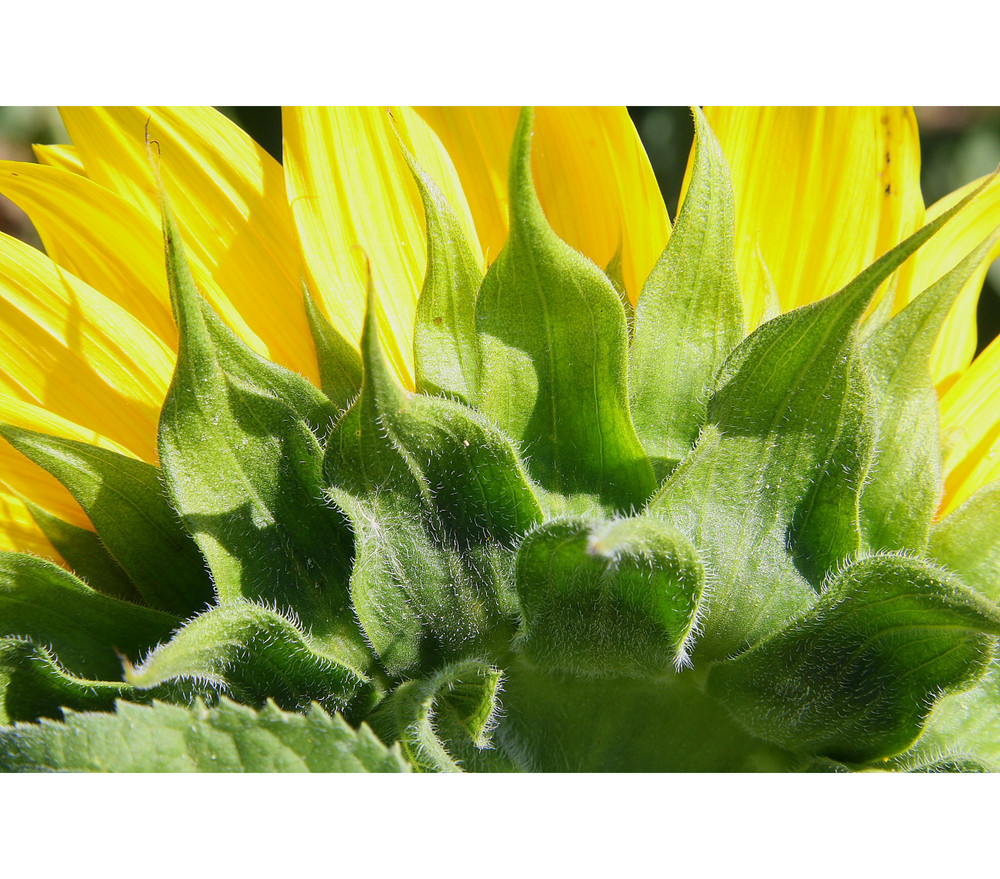 Backside of the Sunflower