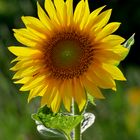 backside_illu_Sunflower