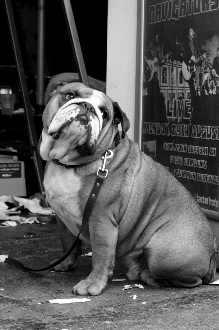 backstage bulldog