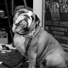 backstage bulldog