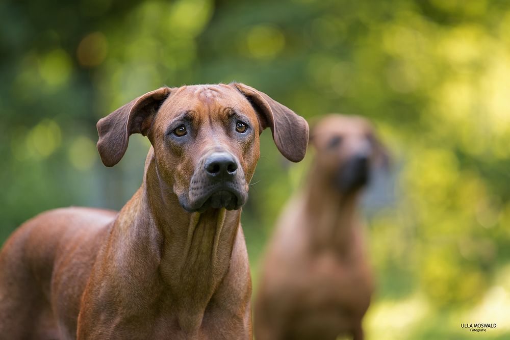 hund outdoor