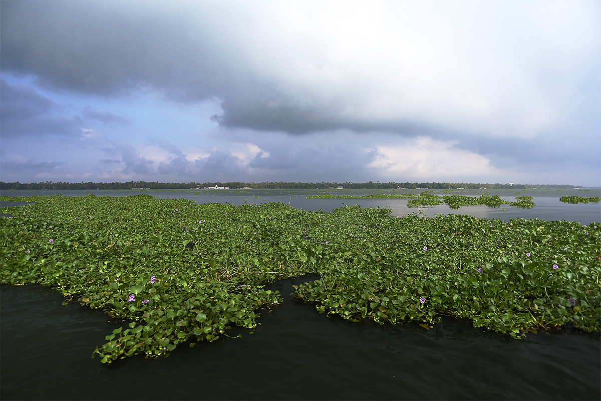 Backwaters, Alleppey, Indien, Kerala