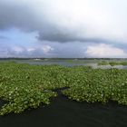 Backwaters, Alleppey, Indien, Kerala