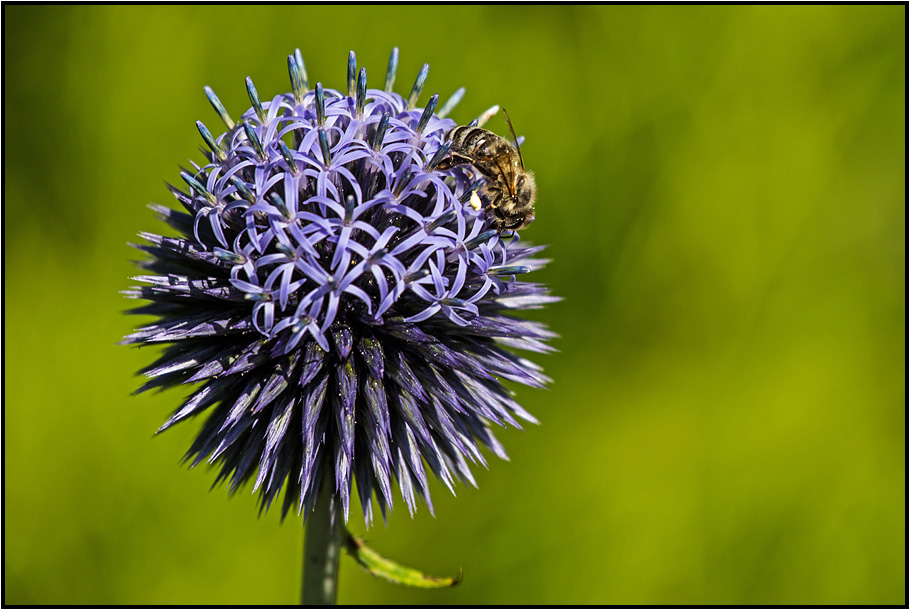 backyard | bee |