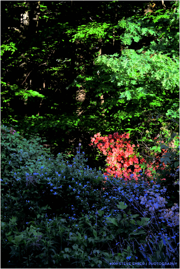 Backyard Blossoms, Early Spring, at Sun-Up