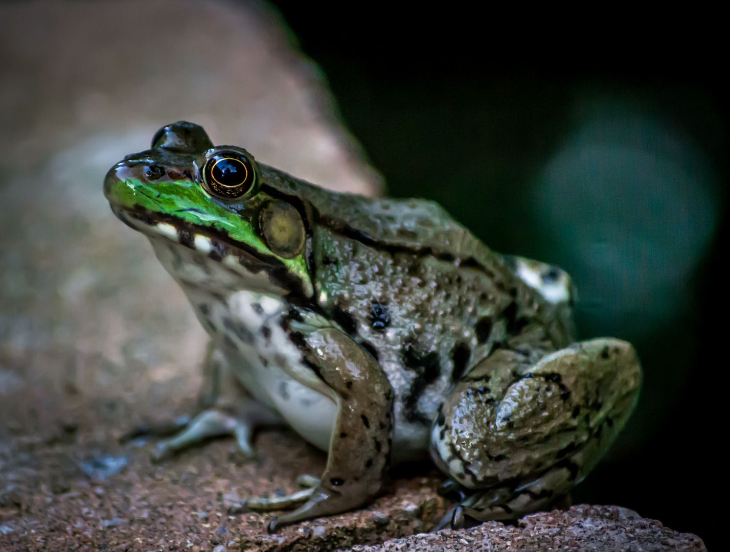 Backyard critter