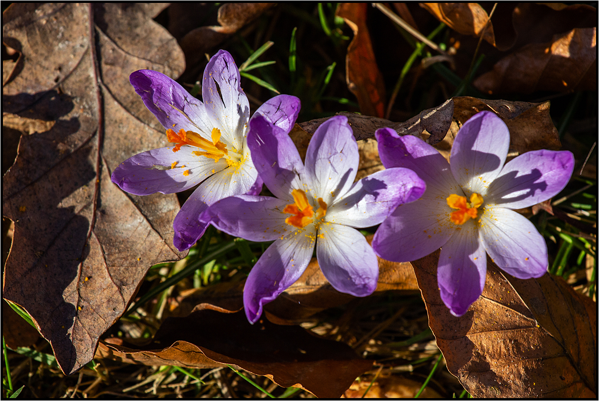  backyard | february |