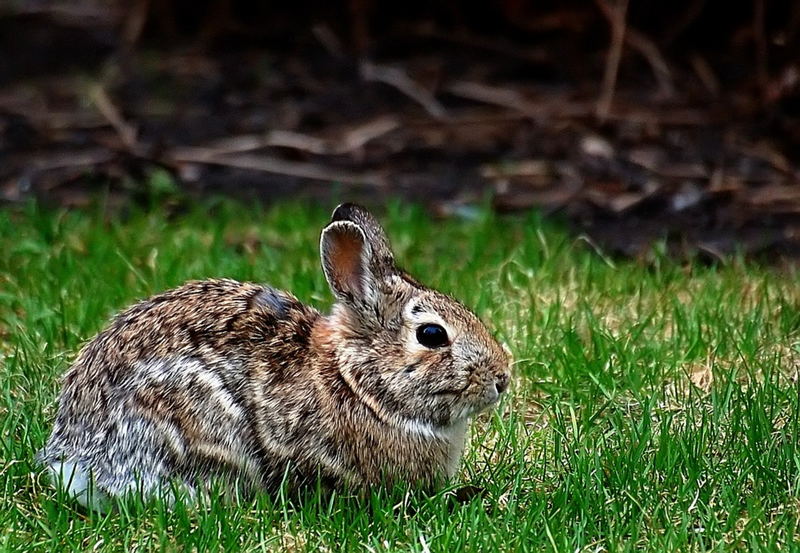 Backyard friend.