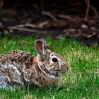 Backyard friend.