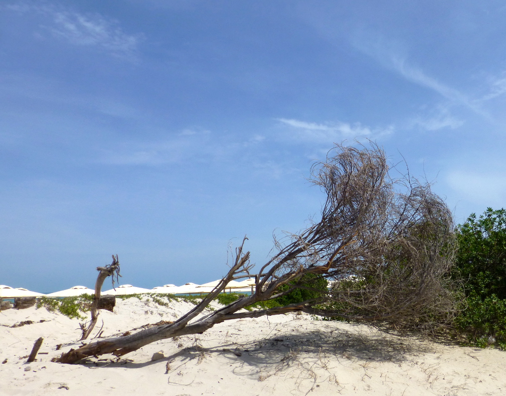 Backyard of the beach