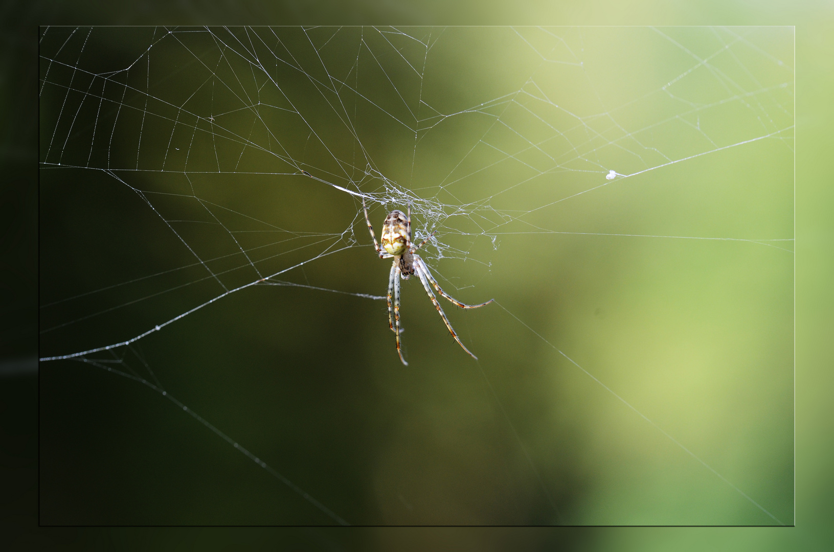 Backyard Spider