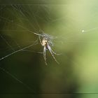 Backyard Spider