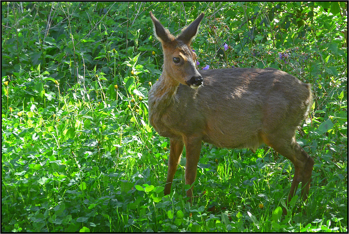 backyard | sudden encounter |