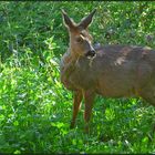 backyard | sudden encounter |