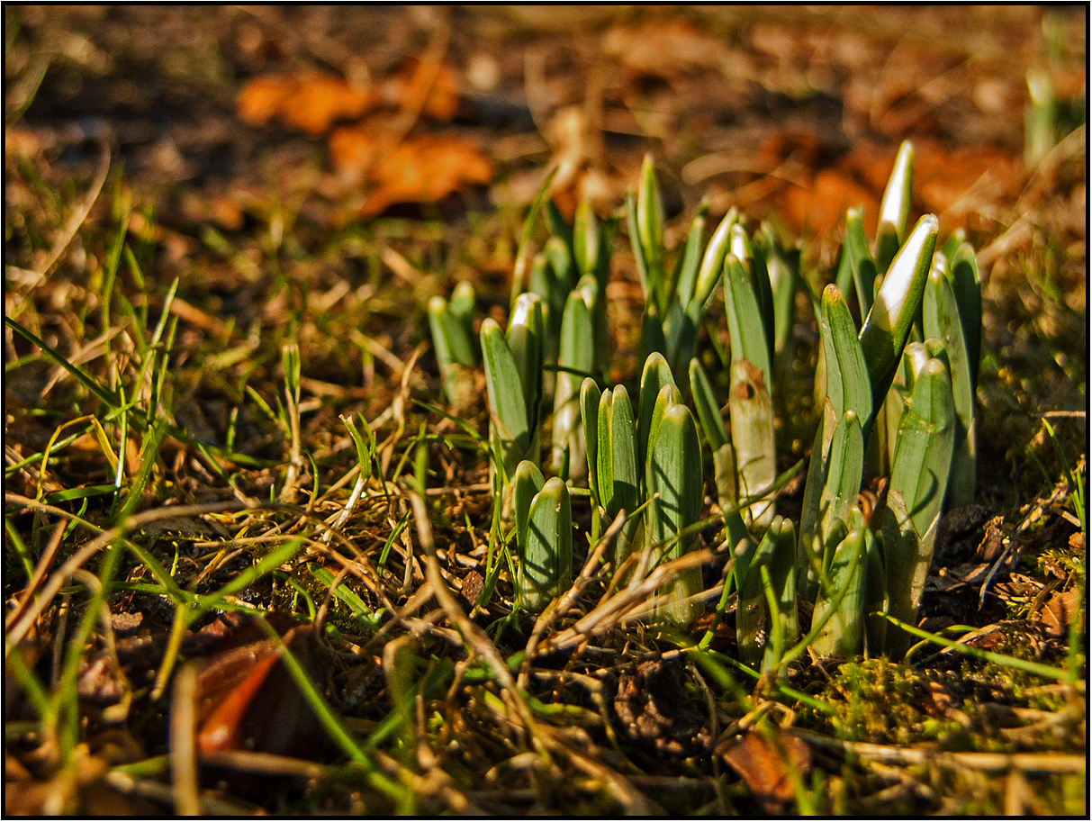 backyard´s harbinger of spring