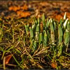 backyard´s harbinger of spring