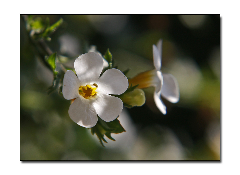 Bacopa (Schneeflöckchen)