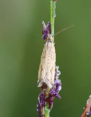 Bactra lancealana/lacteana
