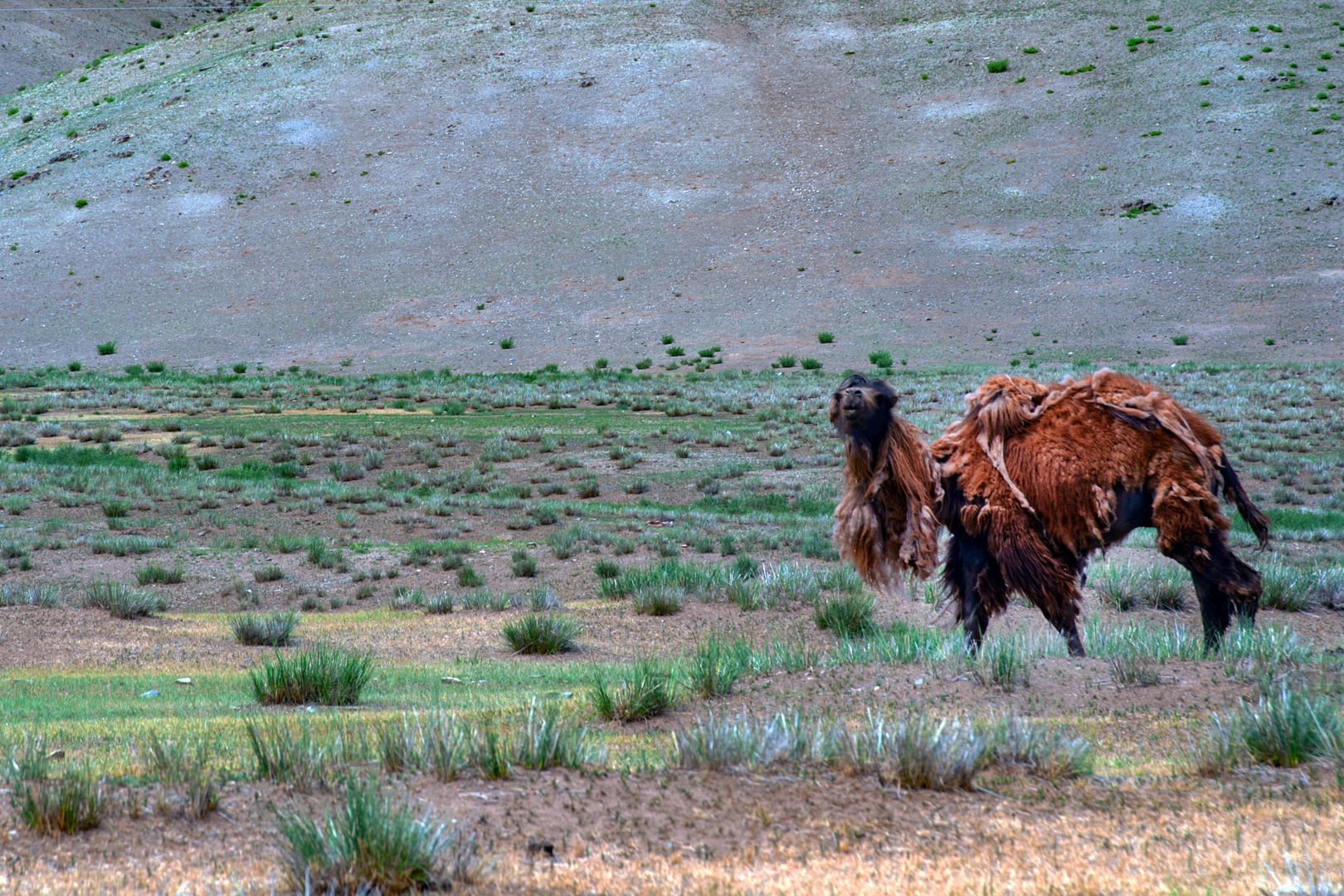 Bactrian camel loose its winter coat